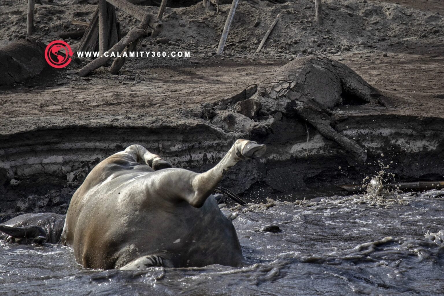 5 Steps to Protect Your Animals When a Volcano Erupts